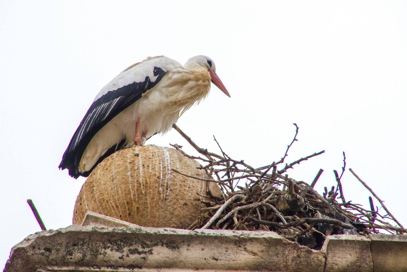 6. Storks. These guys are perched atop buildings all across Alcala. Photo credit_ Russ Pearce, Anything But Paella