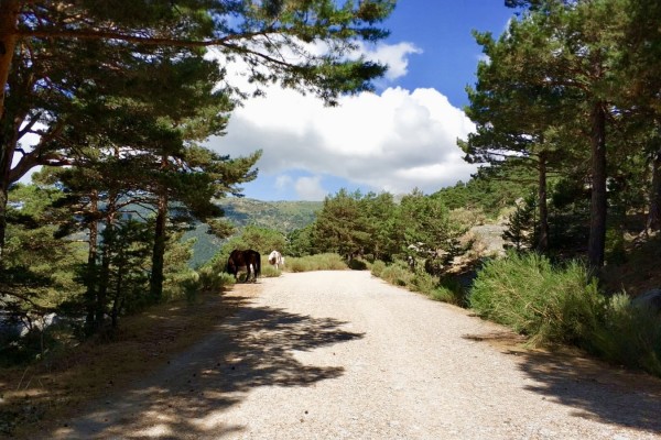 Cercedilla Madrid mountains by Naked Madrid